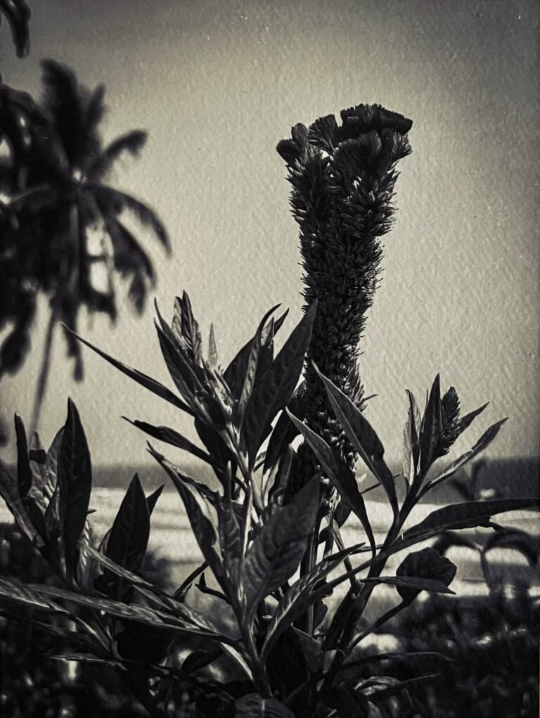 10039b_luisi_kerala_65-2