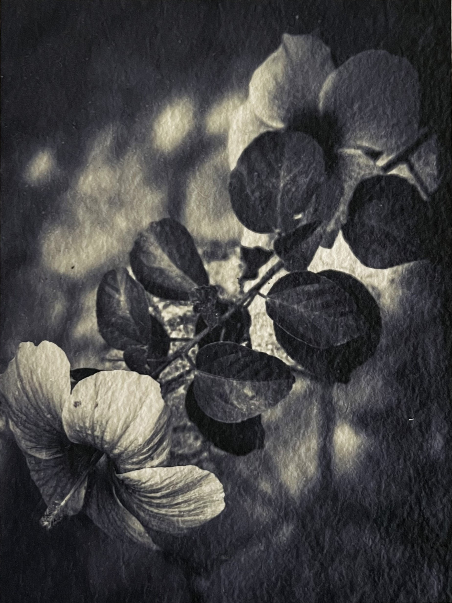 Barbara Luisi-Kerala 09