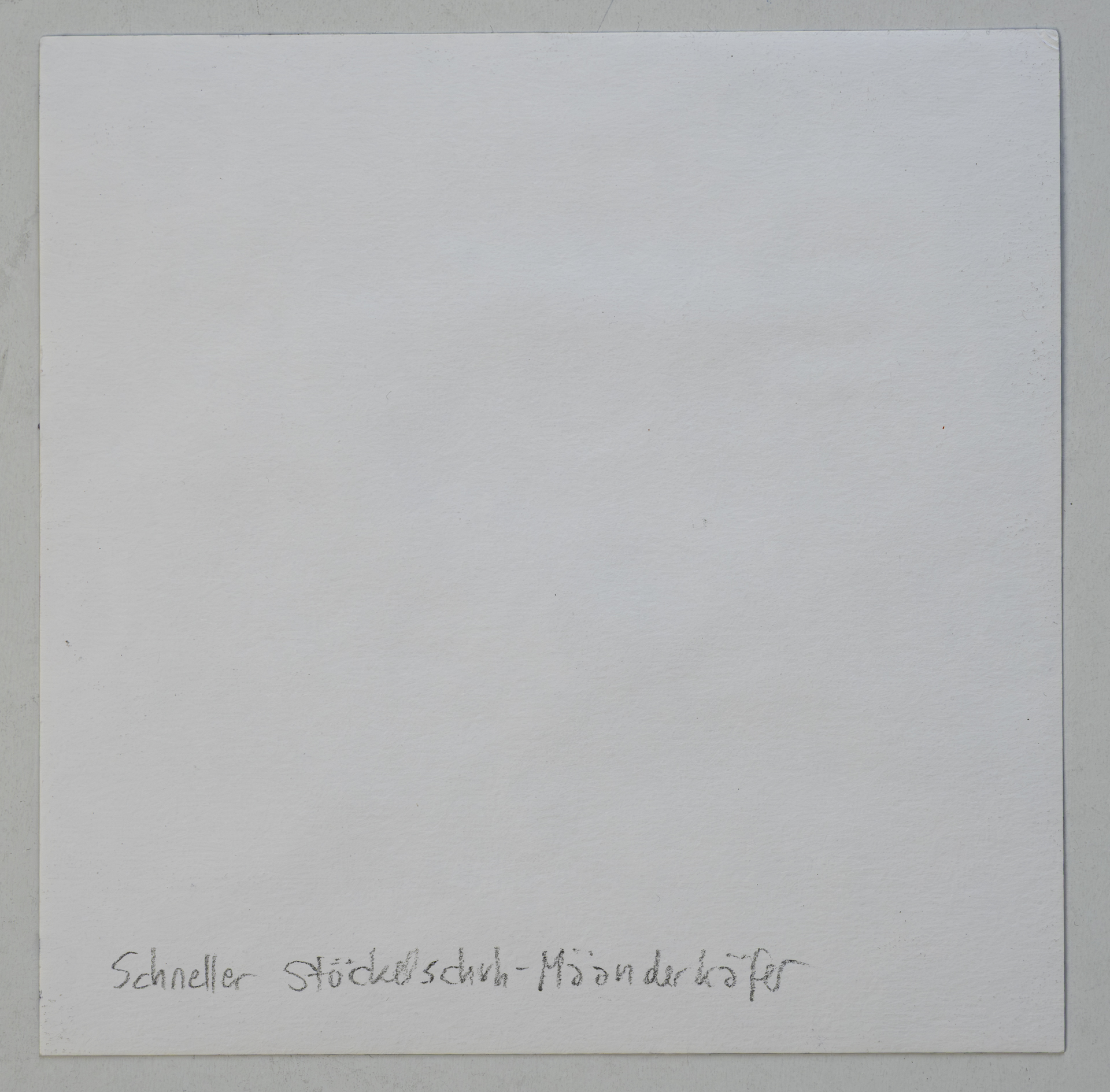 Alexandra Uccusic-Schneller Stöckelschuh-Mäanderkäfer