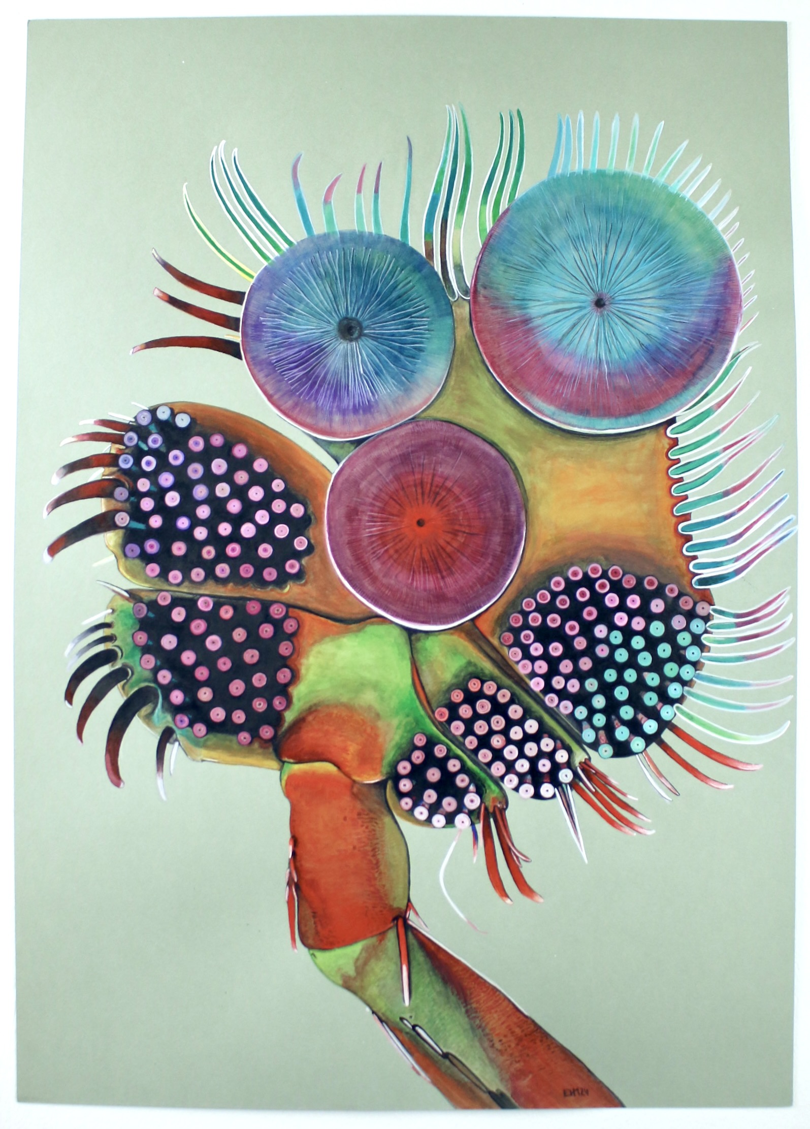 Rica  Fuentes Martinez -Footprint of a yellow fire beetle