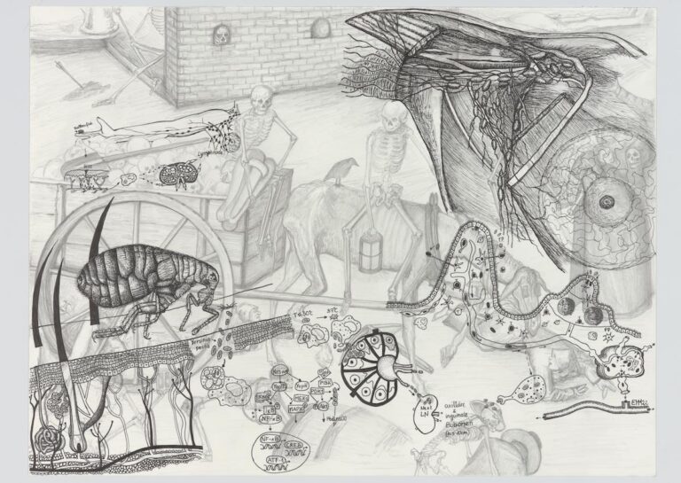 yersinia_pestis_i_web_kopie