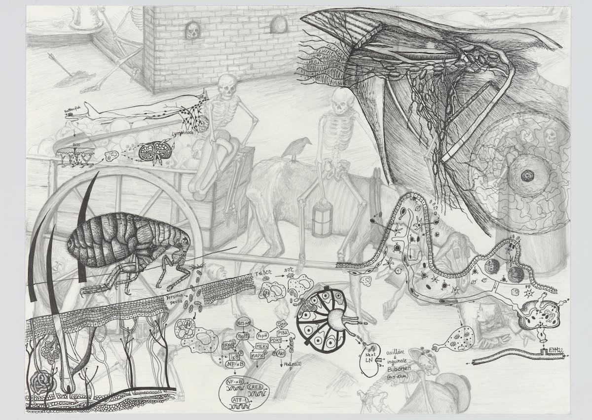 Rica  Fuentes Martinez -Yersina Pestis I